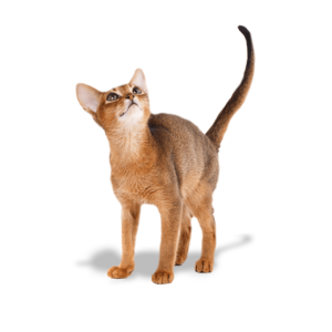 Le guide du chat - Abyssin