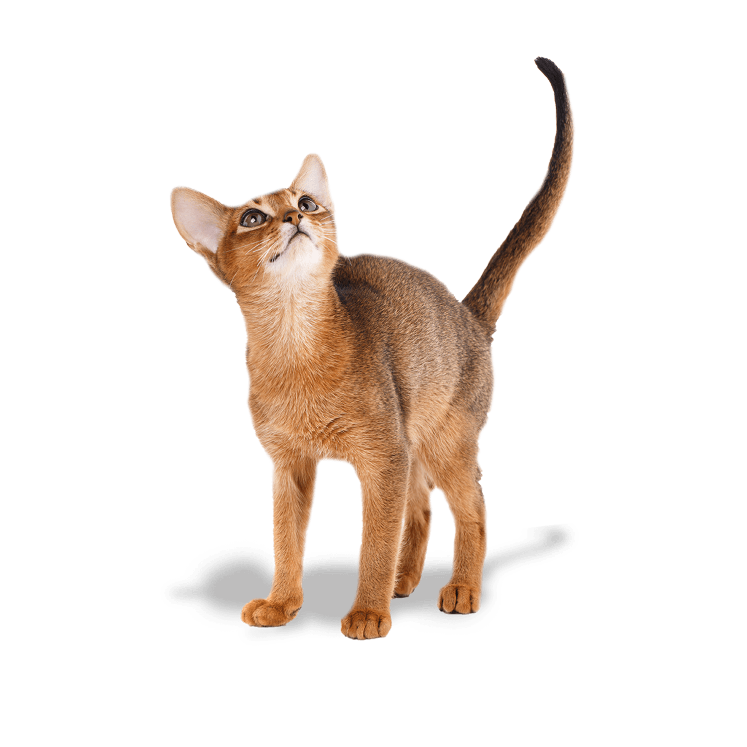 Le guide du chat - Abyssin - Abyssin