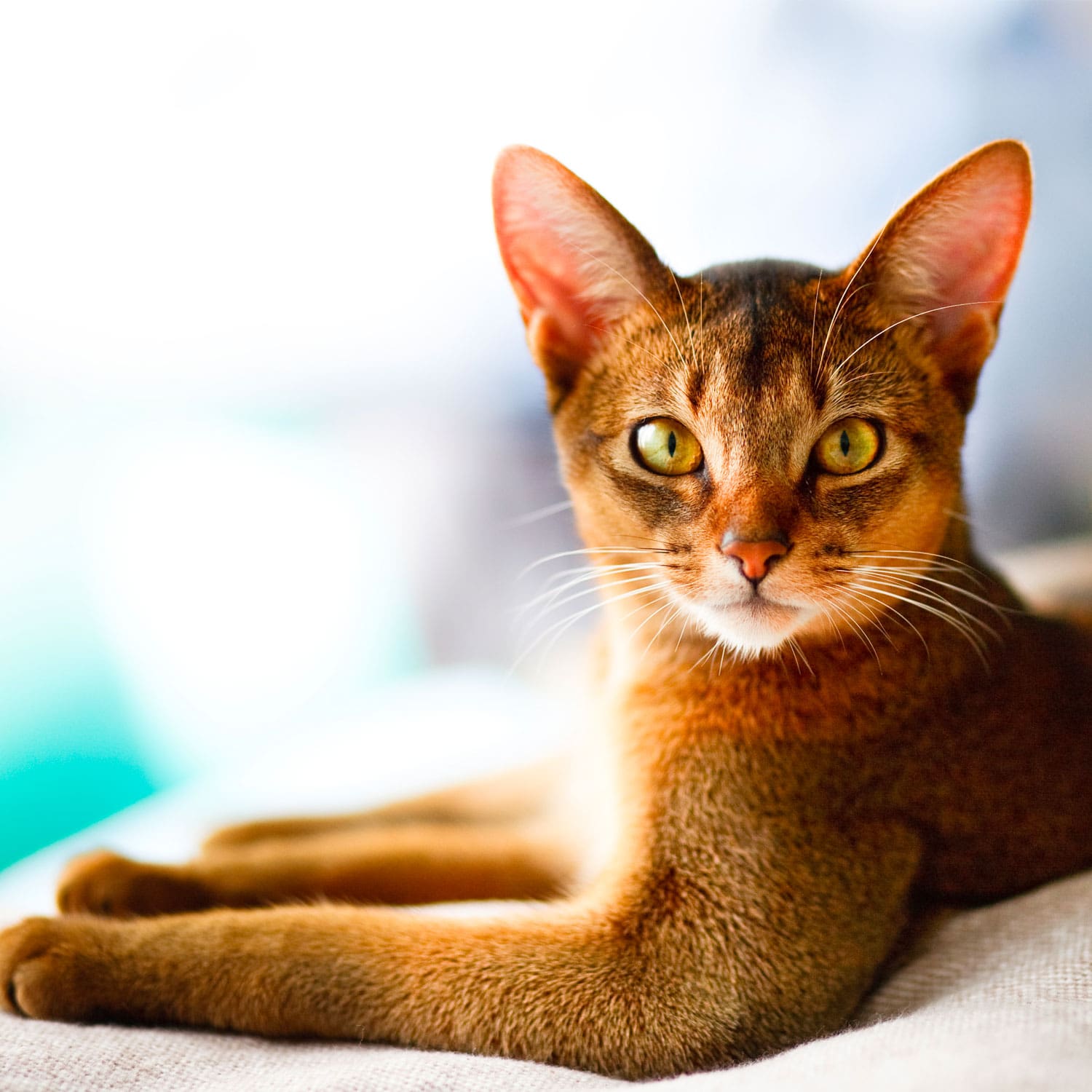 Le guide du chat - Abyssin - Abyssin