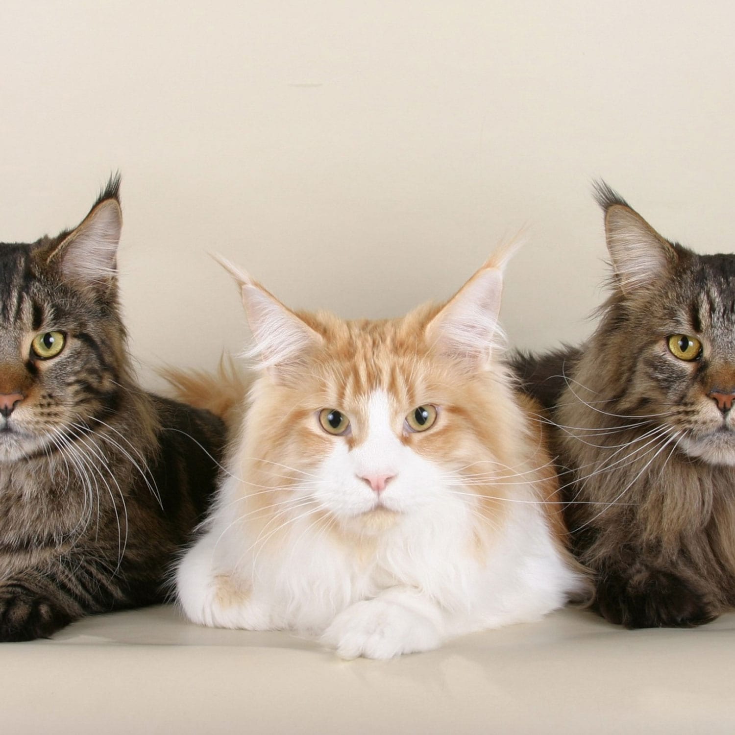 Le Guide du Chat - Mieux vaut-il adopter un chat de race pure ou assimilée ? - Groupe de Maine Coon