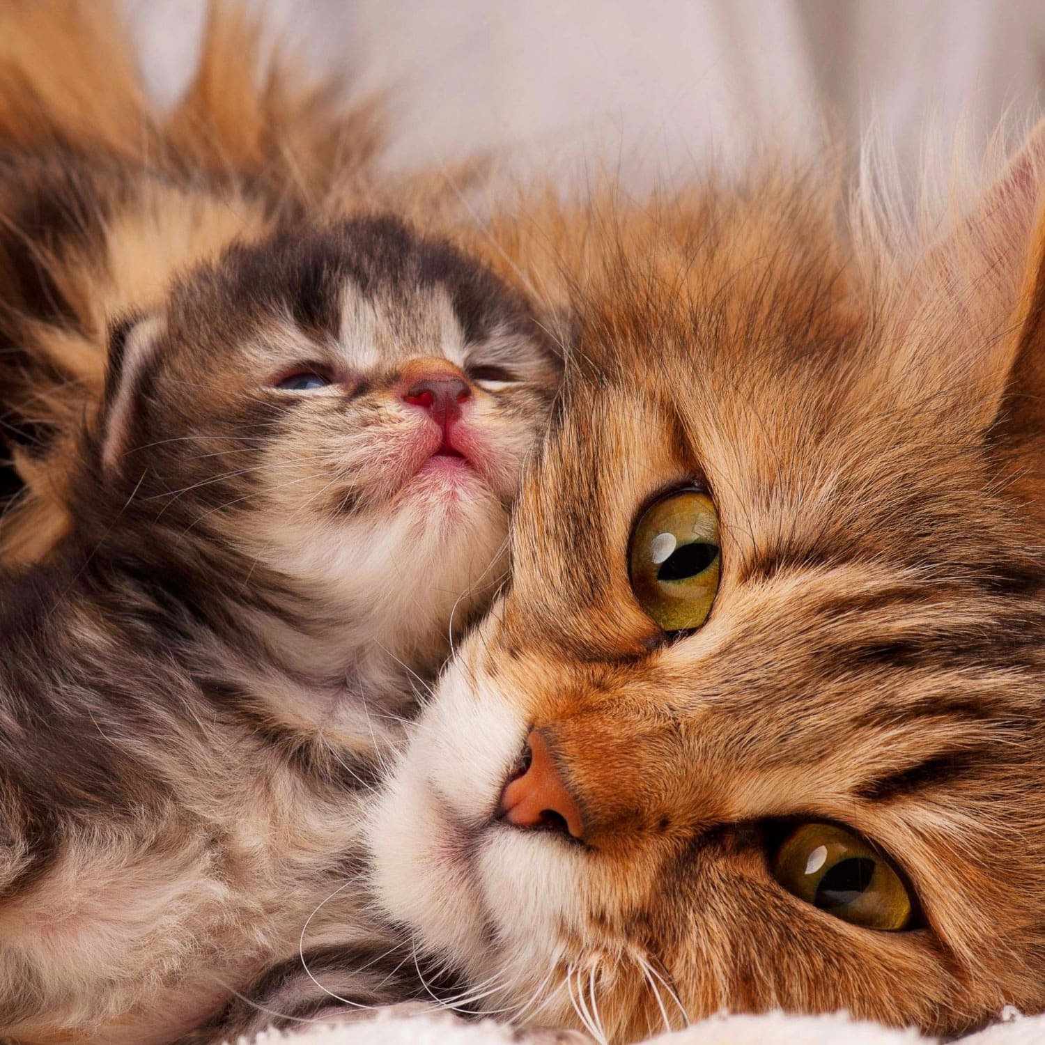 Le Guide du Chat - Comprendre l’âge des chats - 