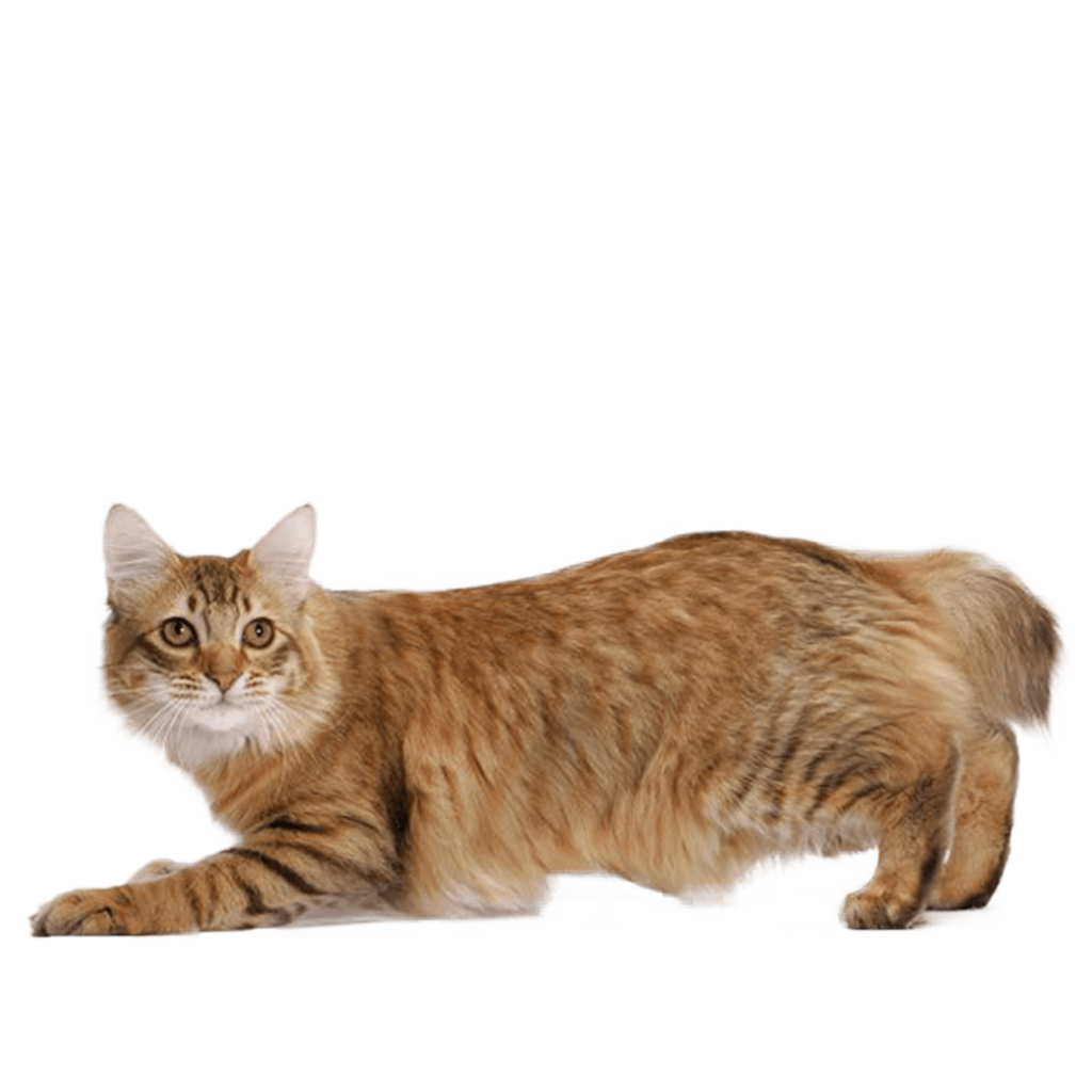 Le Guide du Chat - American Bobtail