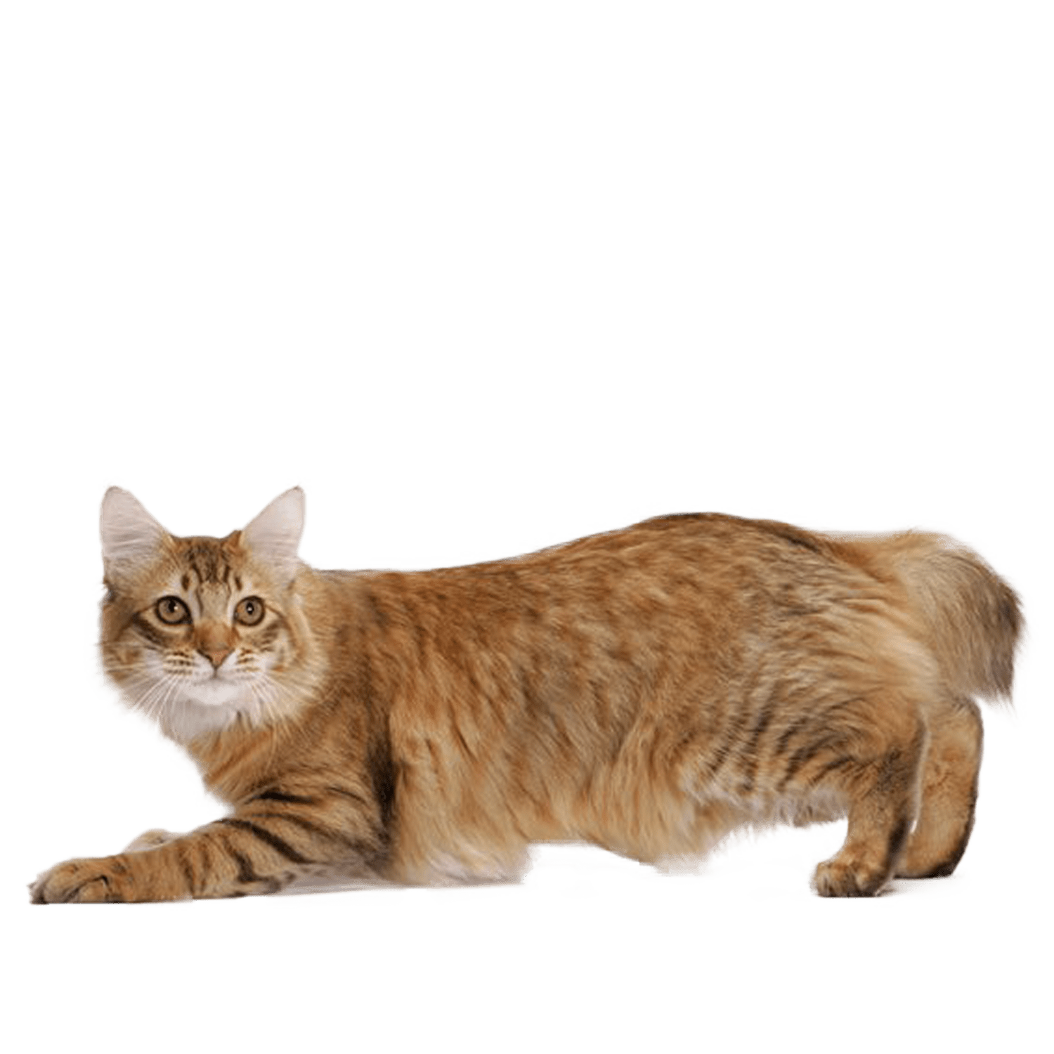 Le guide du chat - American Bobtail - 