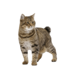 Le Guide du Chat - American Bobtail Shorthair