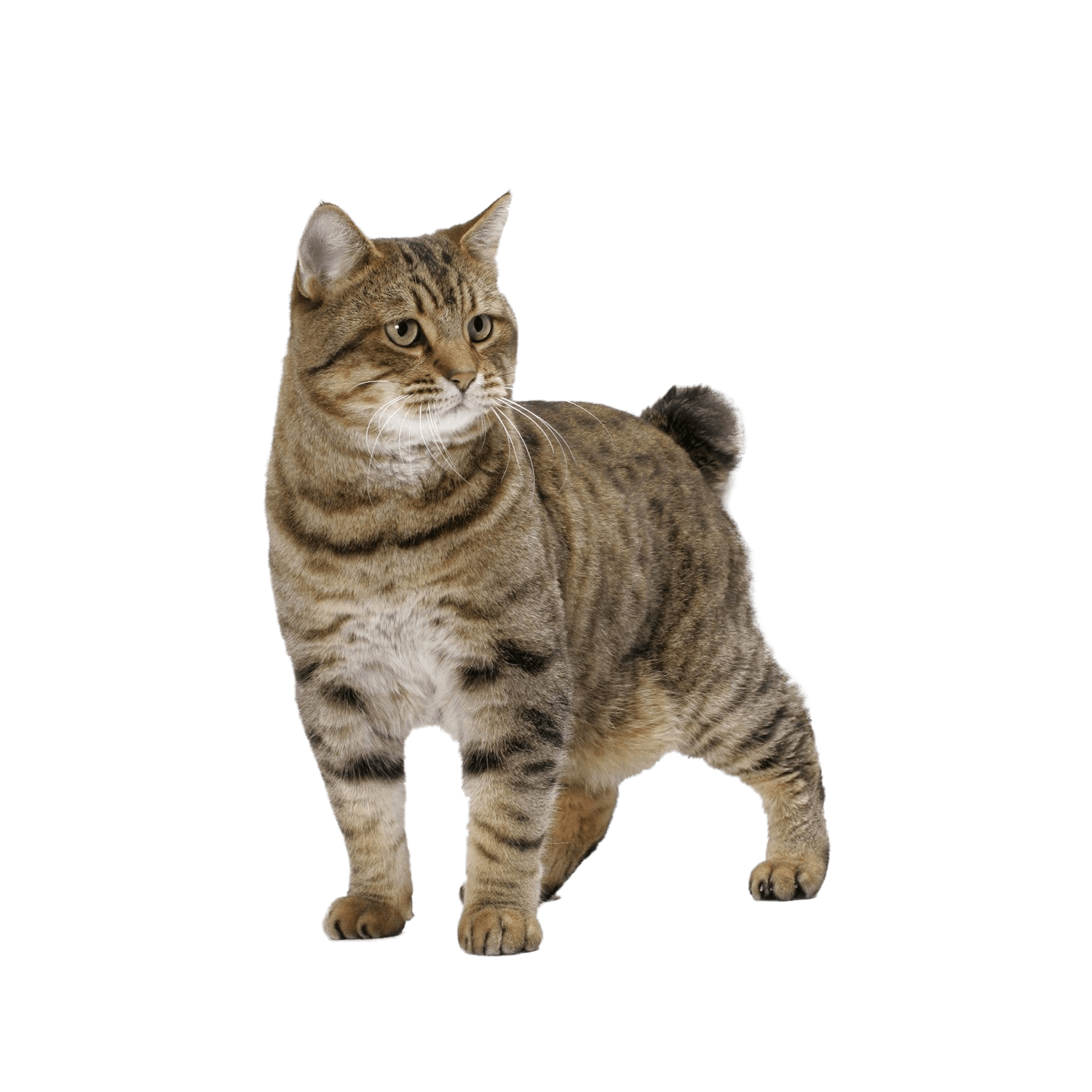 Le guide du chat - American Bobtail Shorthair - 
