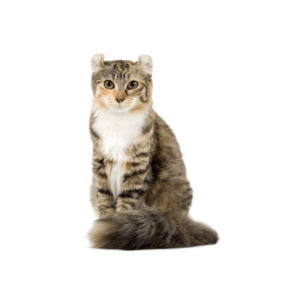 Le guide du chat - American Curl