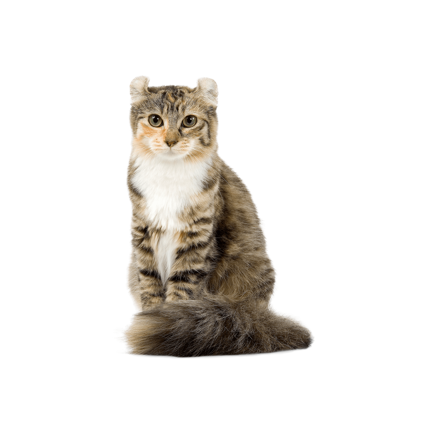 Le guide du chat - American Curl - 