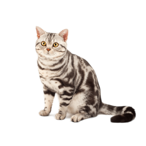 Le guide du chat - American Shorthair