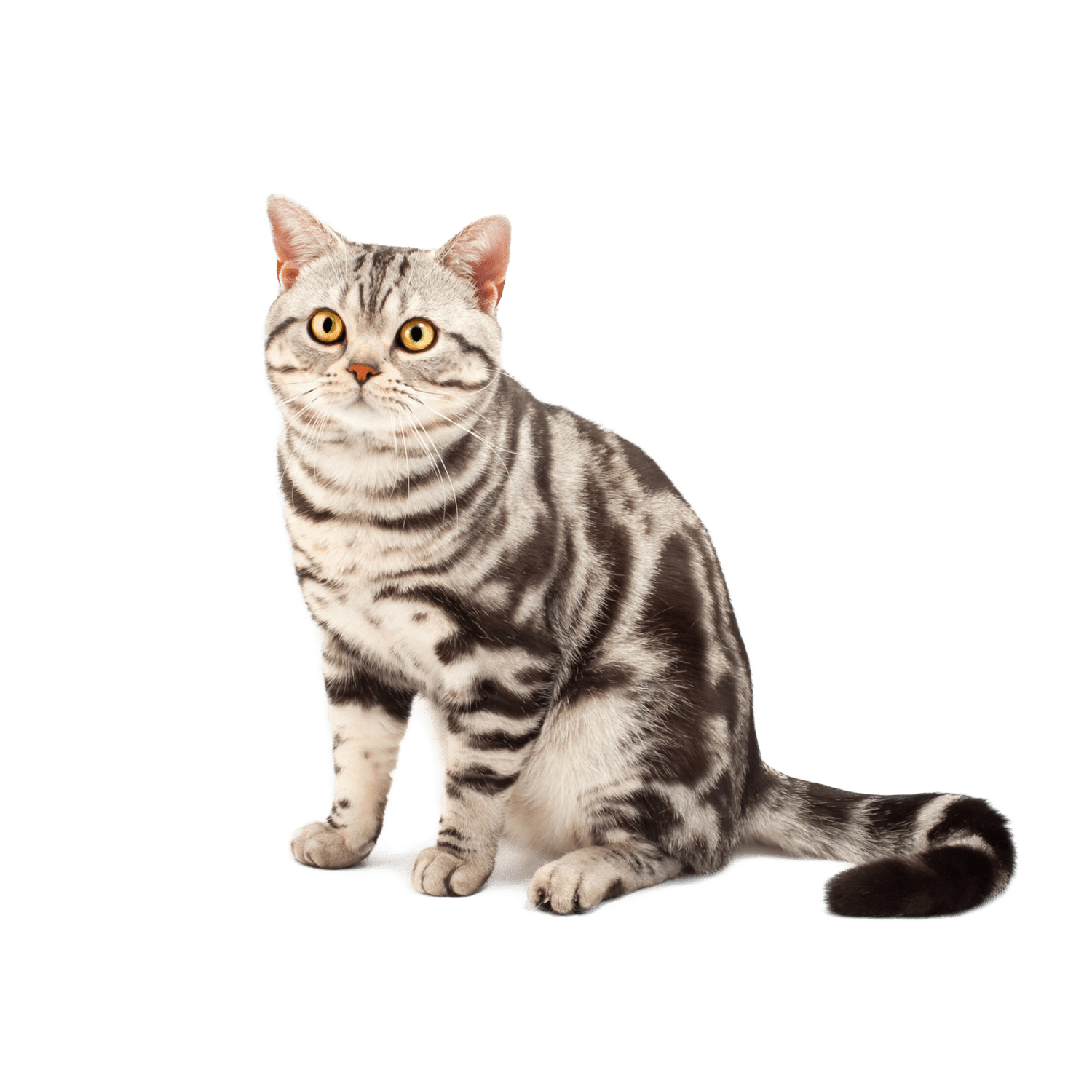 Le guide du chat - American Shorthair - 