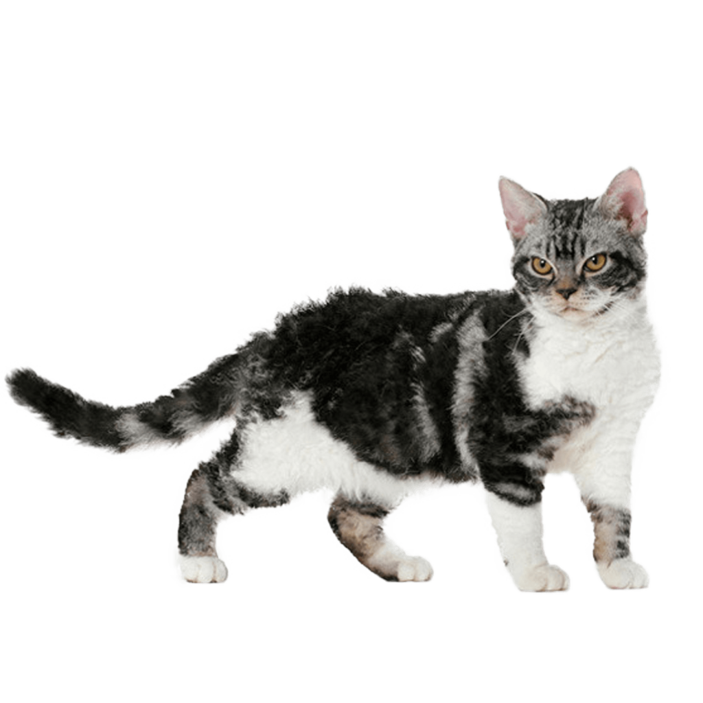 Le Guide du Chat - American Wirehair