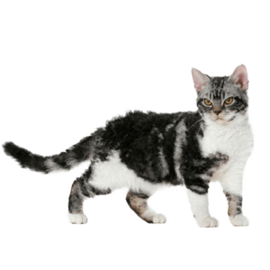 Le guide du chat - American Wirehair
