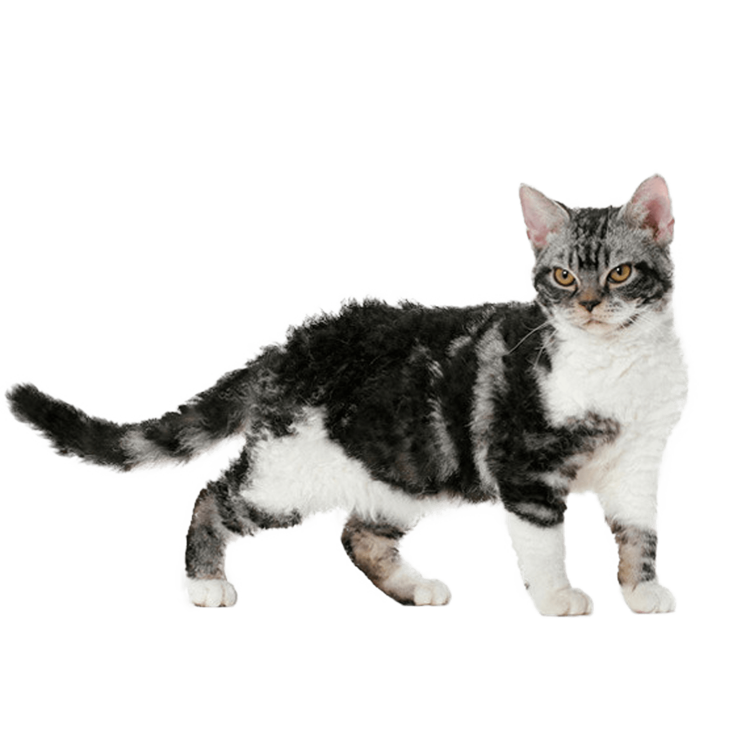 Le guide du chat - American Wirehair - 