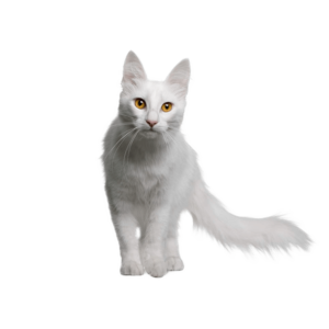 Le guide du chat - Angora Turc