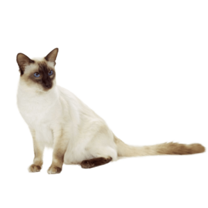 Le guide du chat - Balinais