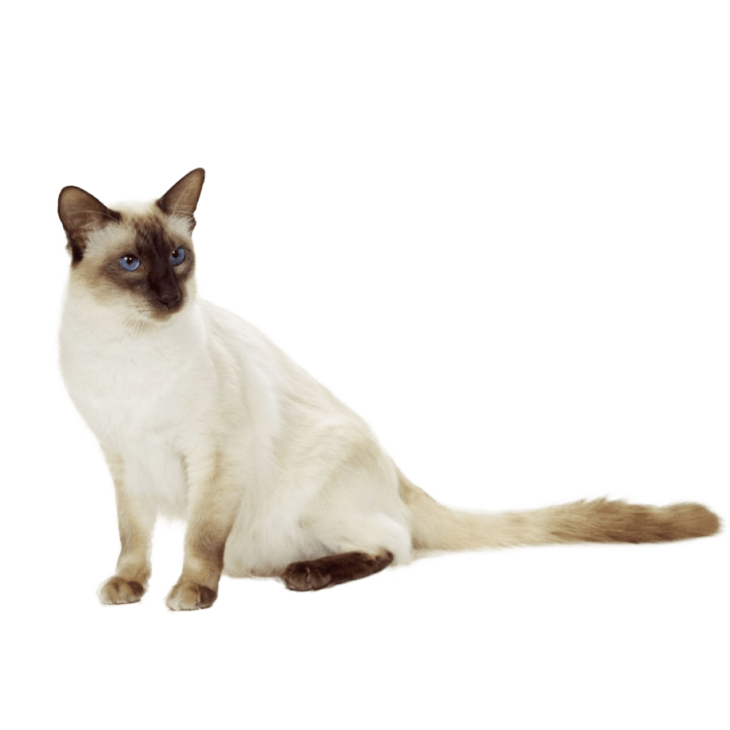 Le guide du chat - Balinais - 