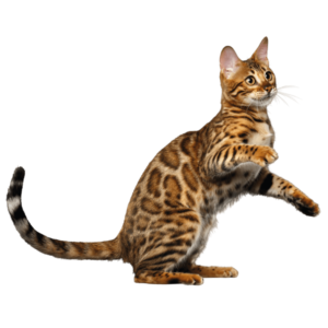 Le guide du chat - Bengal