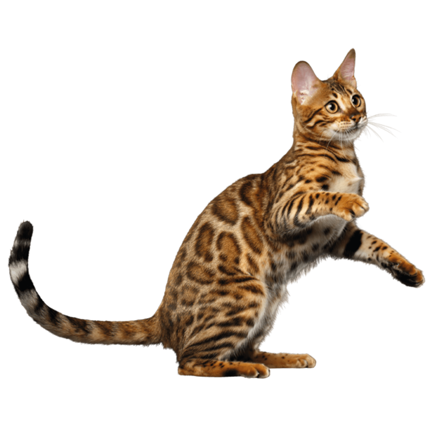 Le guide du chat - Bengal - 