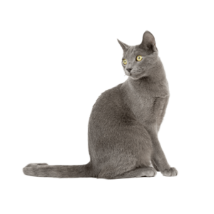 Le guide du chat - Bleu Russe