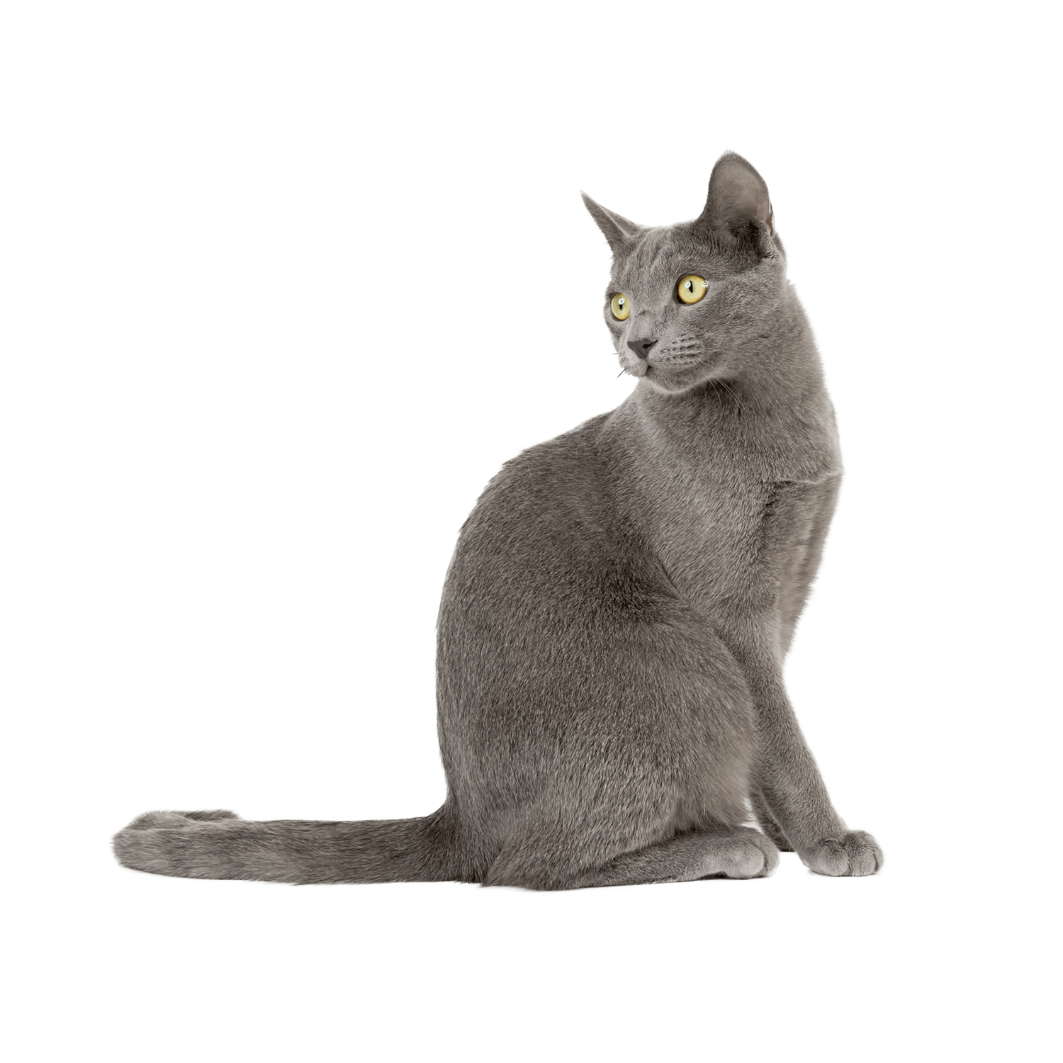 Le guide du chat - Bleu Russe - 