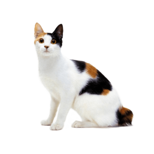 Le guide du chat - Bobtail Japonais