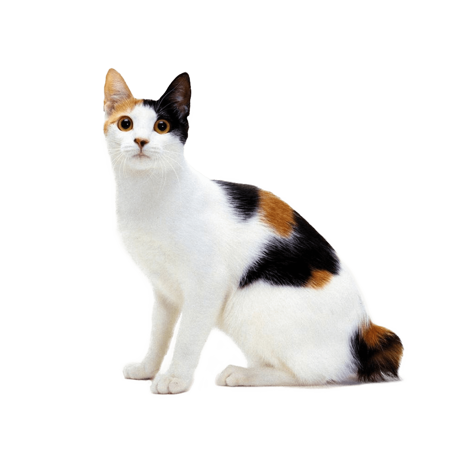 Le Guide du Chat - Bobtail Japonais