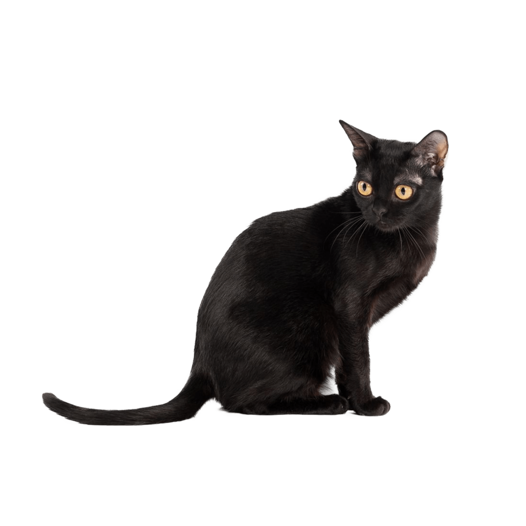 Le guide du chat - Bombay