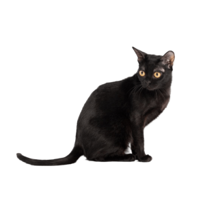 Le guide du chat - Bombay