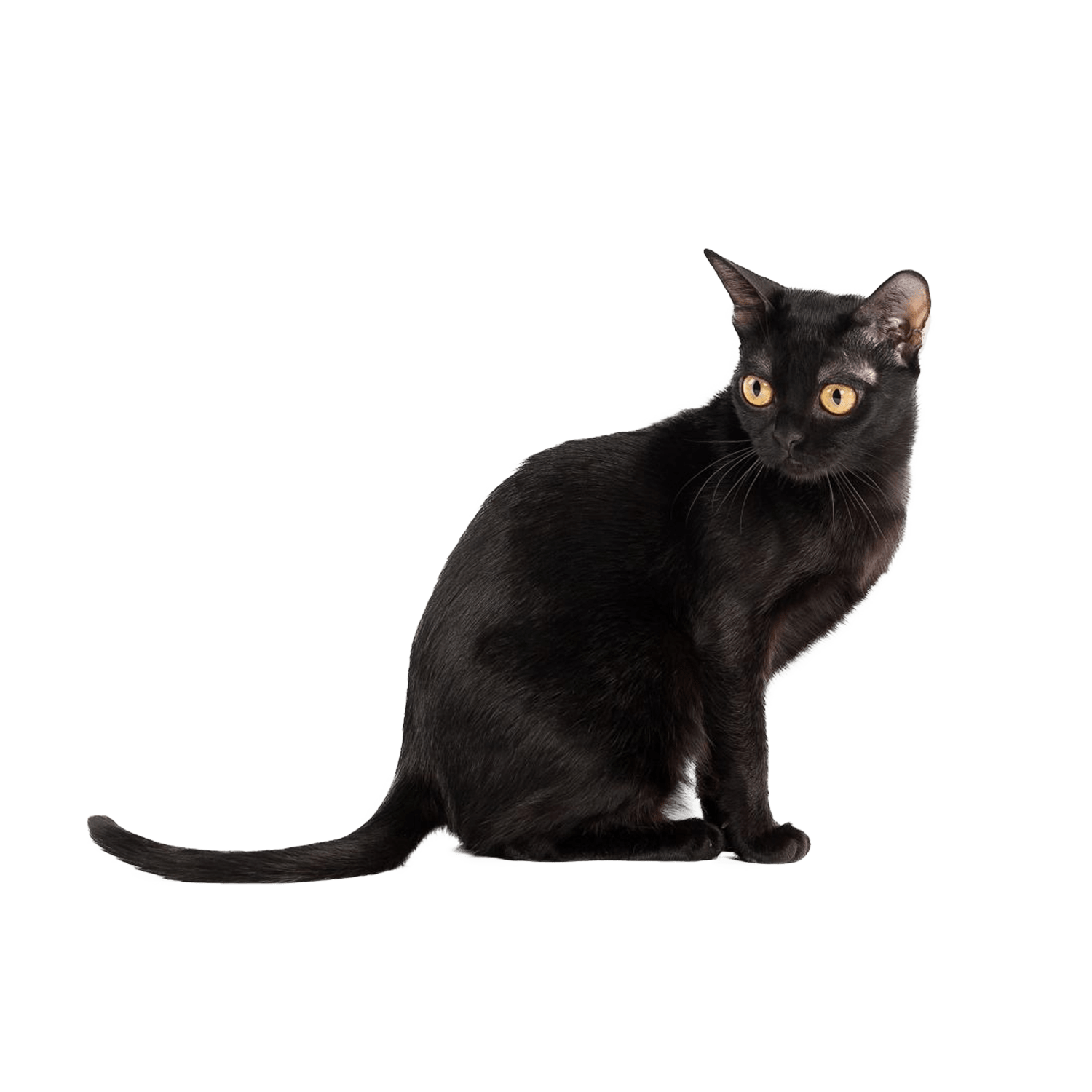 Le guide du chat - Bombay - 