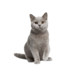 Le Guide du Chat - British Shorthair