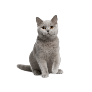 Le guide du chat - British Shorthair