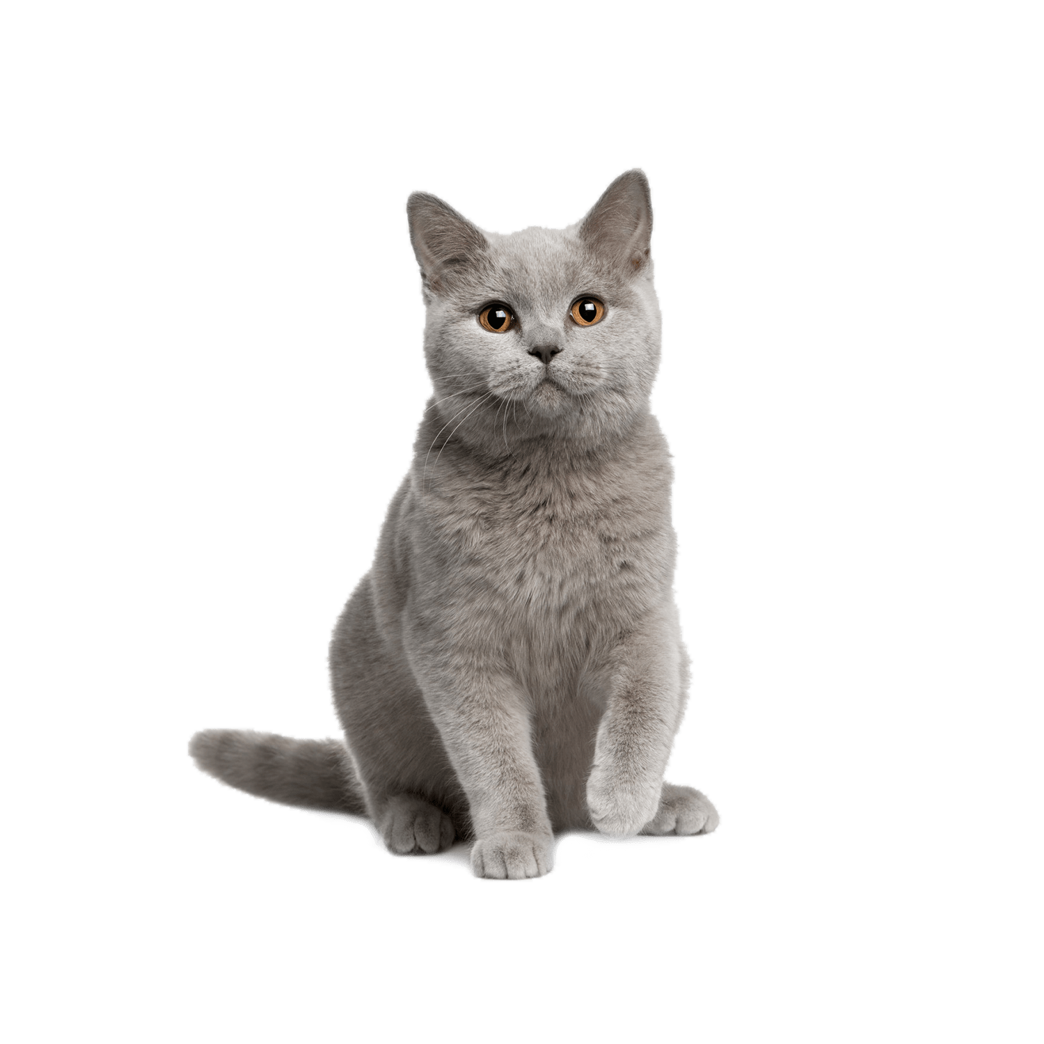 Le guide du chat - British Shorthair - 