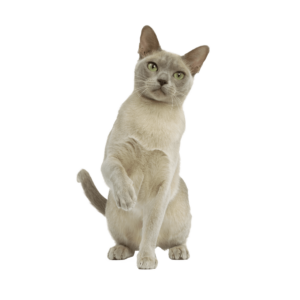 Le guide du chat - Burmese