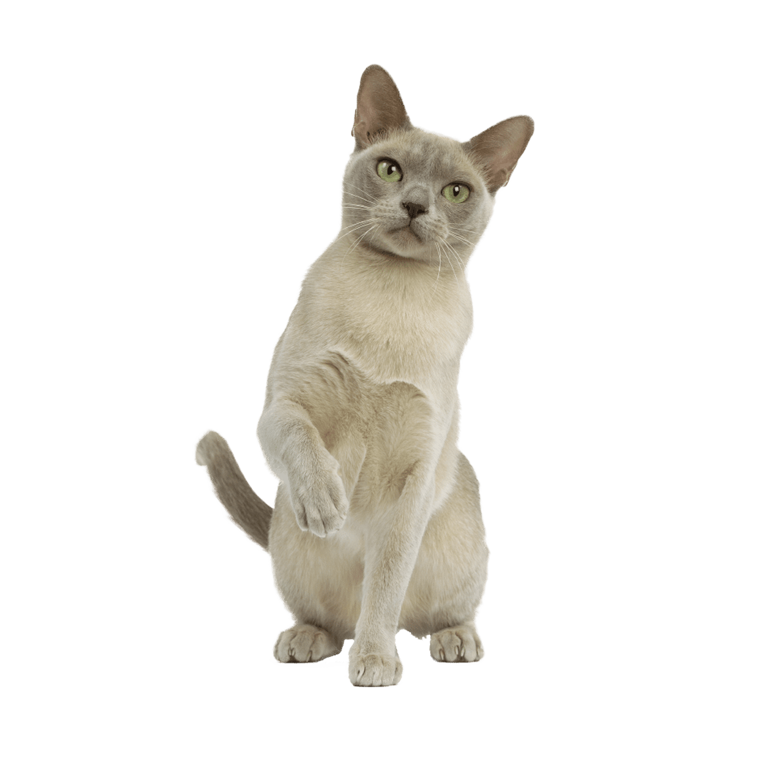 Le guide du chat - Burmese - 