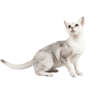 Le guide du chat - Burmilla