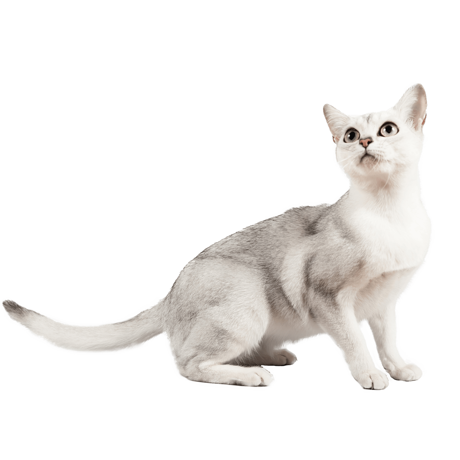 Le guide du chat - Burmilla - 