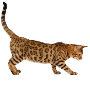 Le guide du chat - California Spangled