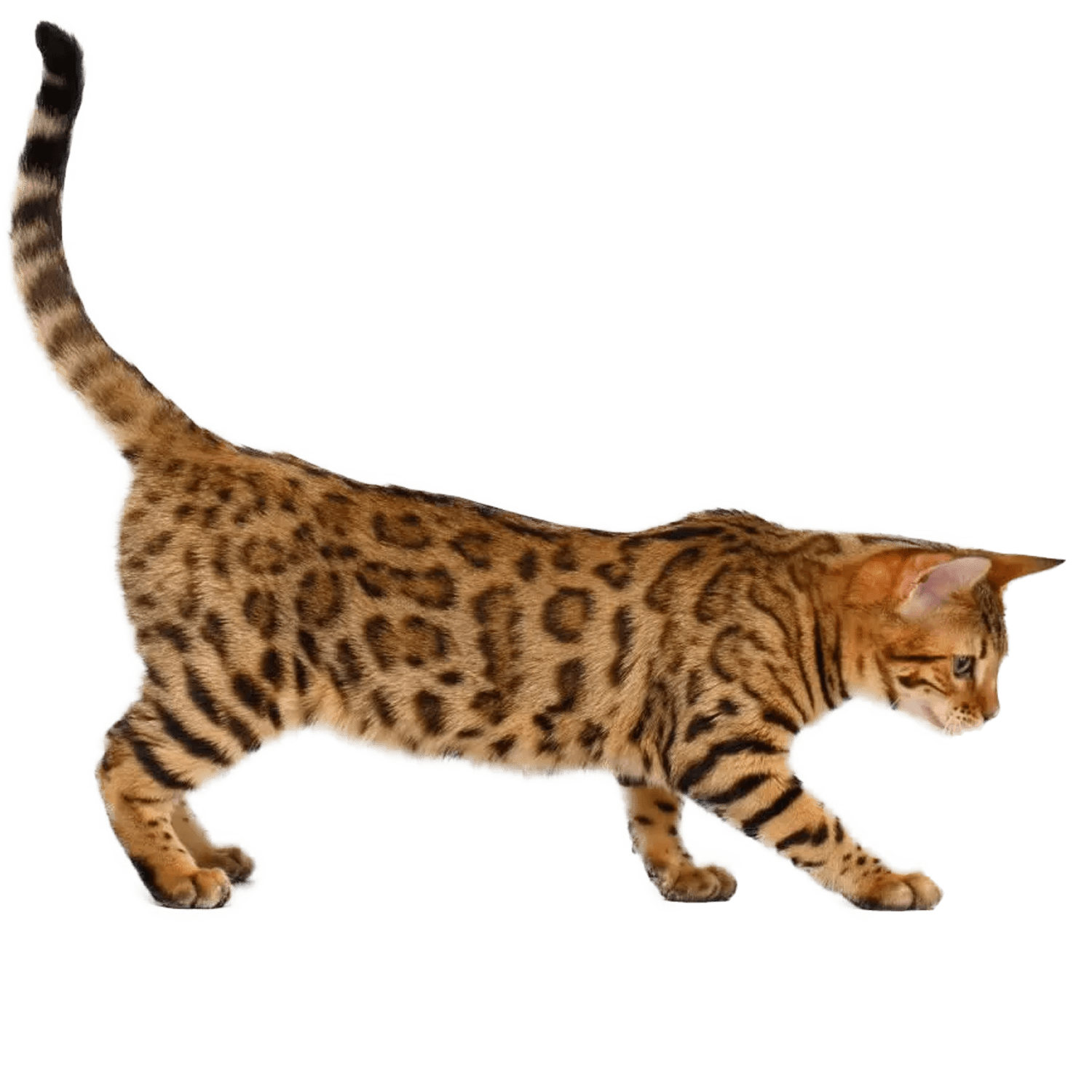 Le guide du chat - California Spangled - 