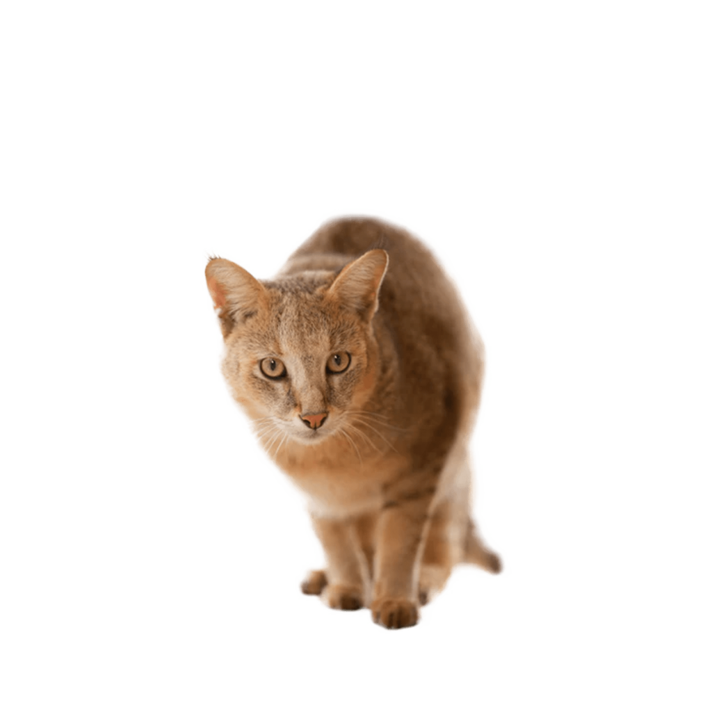 Le Guide du Chat - Ceylan