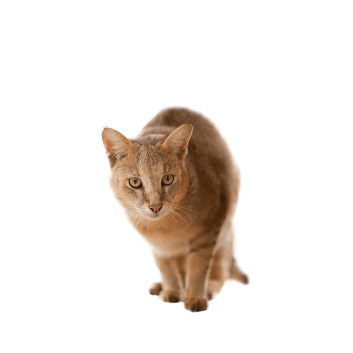 Le guide du chat - Ceylan - 