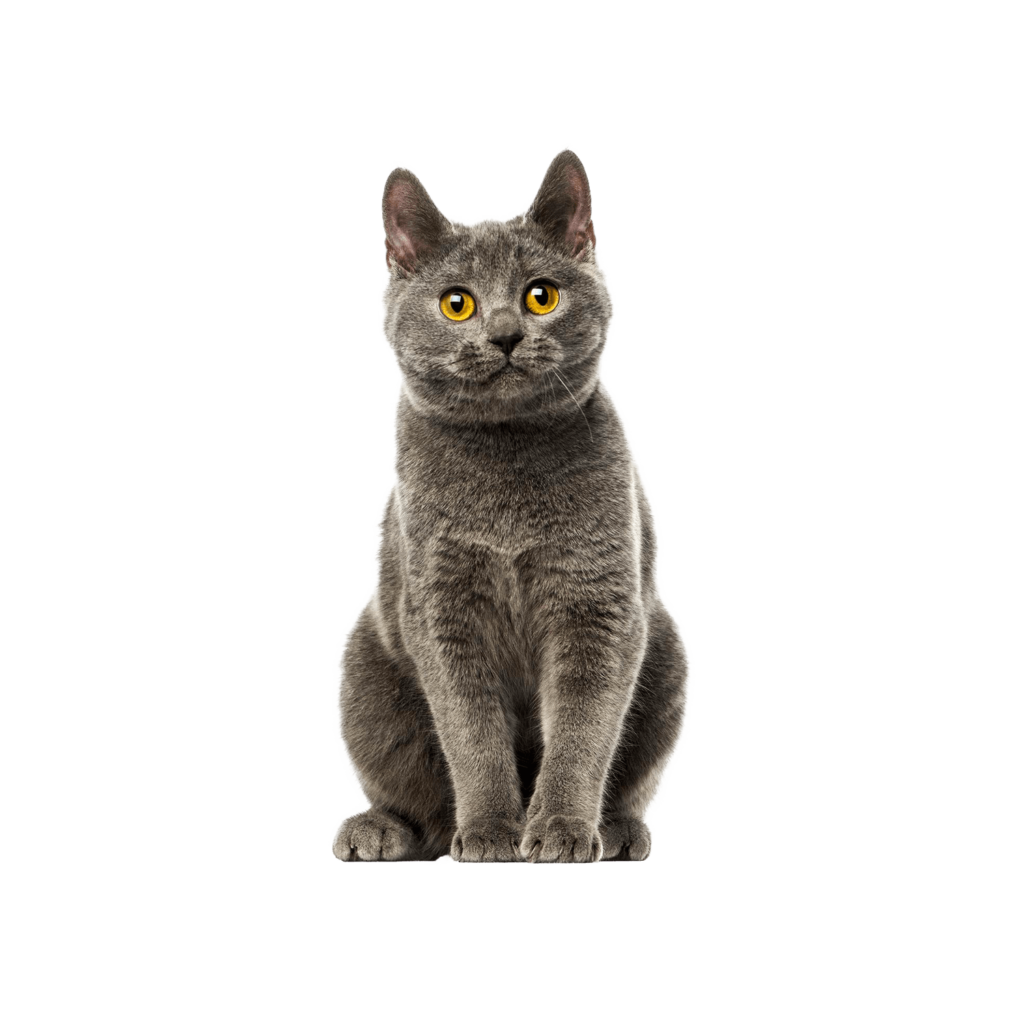 Le guide du chat - Chartreux