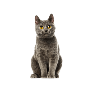 Le guide du chat - Chartreux