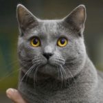 Le Guide du Chat - Chartreux