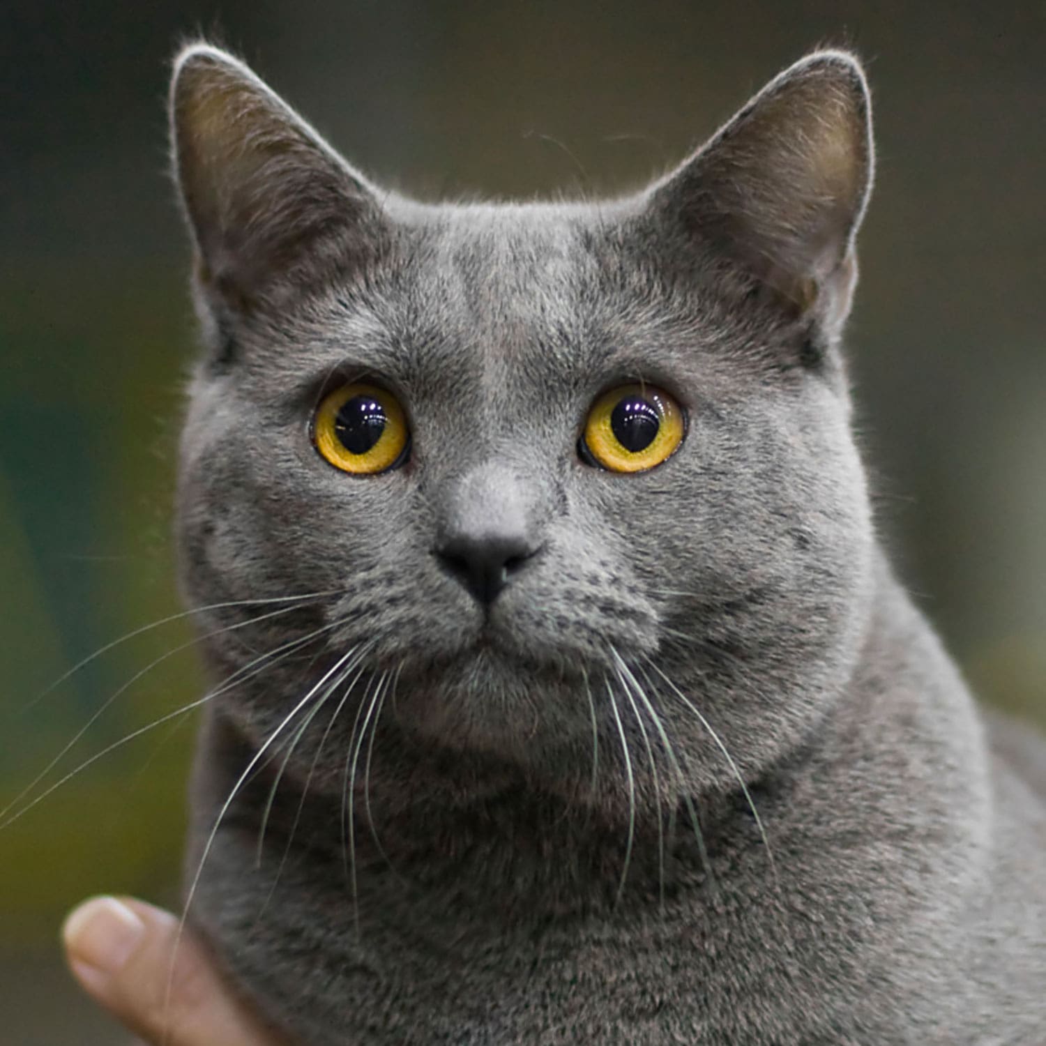 Le guide du chat - Chartreux - Chartreux