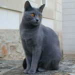 Le Guide du Chat - Chartreux