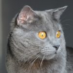 Le Guide du Chat - Chartreux