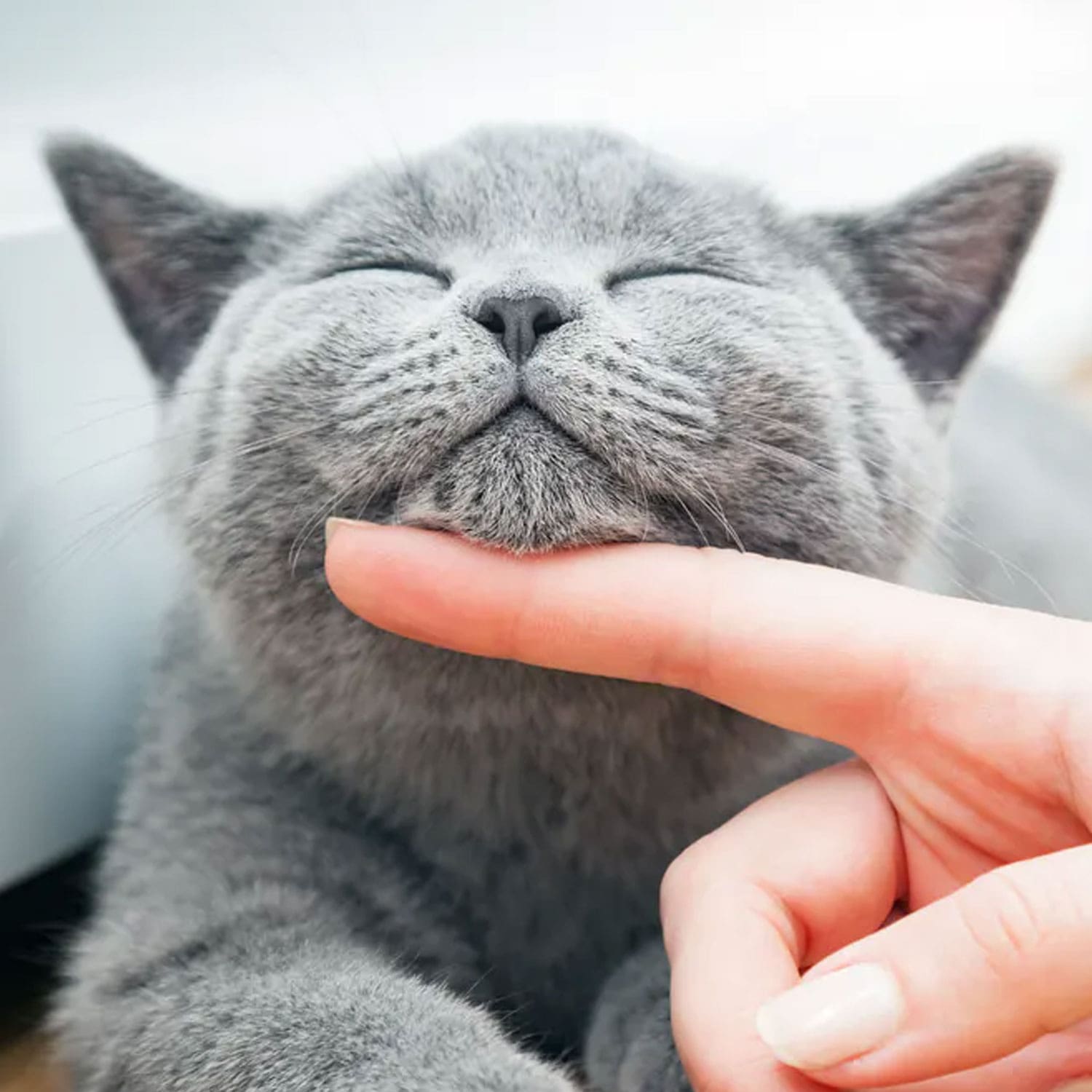 Le Guide du Chat - Pourquoi les chats ronronnent-ils ? - 