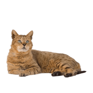 Le guide du chat - Chausie