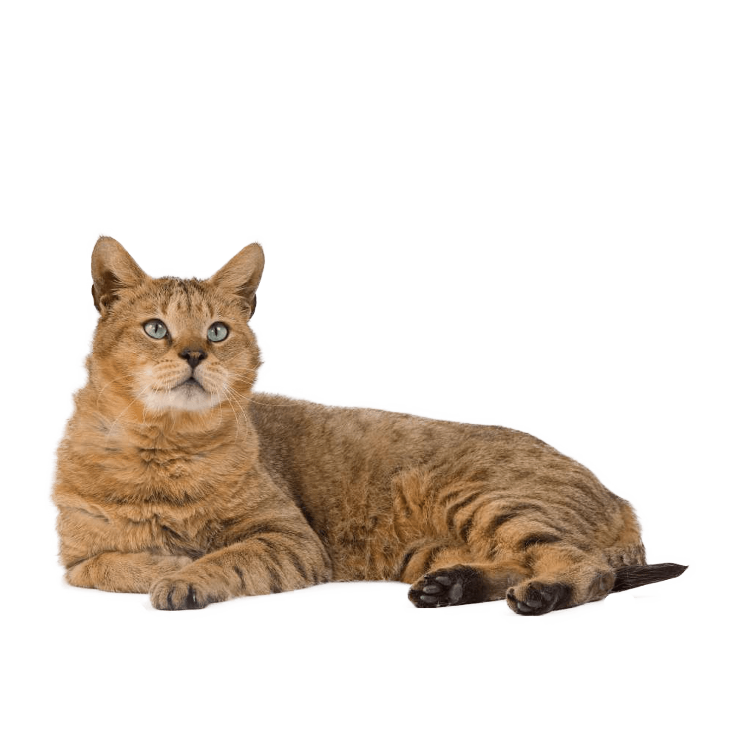 Le guide du chat - Chausie - 