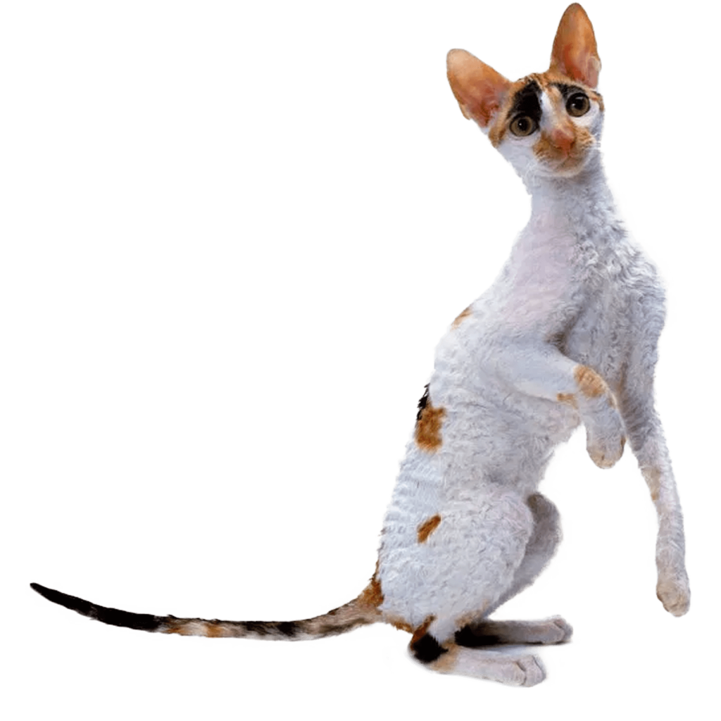 Le Guide du Chat - Cornish Rex