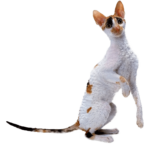 Le Guide du Chat - Cornish Rex